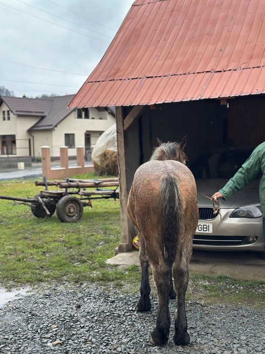 Mânz de vânzare din caii greii