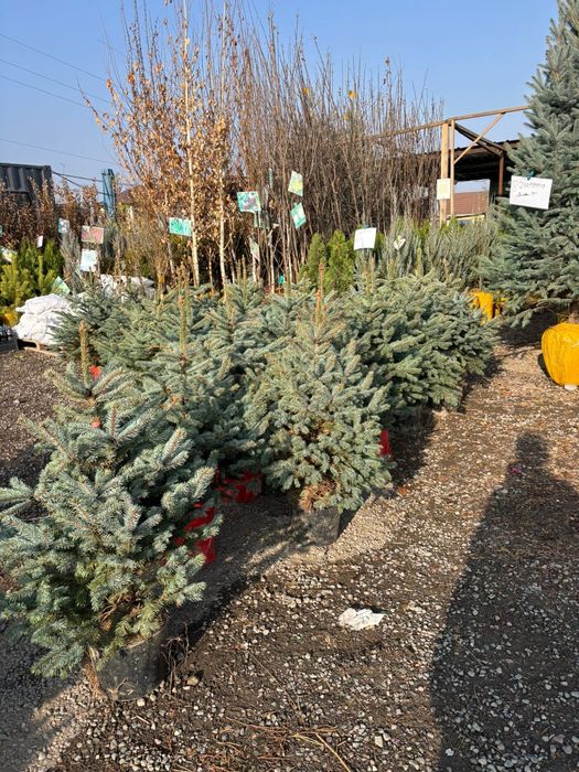 Саженцы елка голубая ель для дома и сада