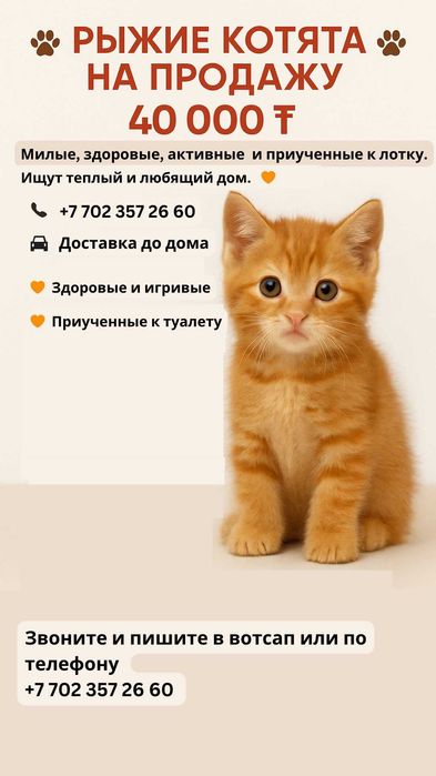 Британские котята