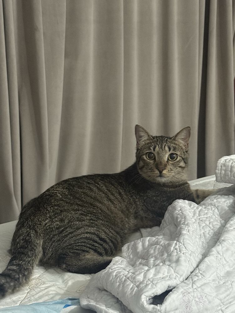 Отдам домашнего кота в добрые руки