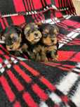 Yorkshire terrier