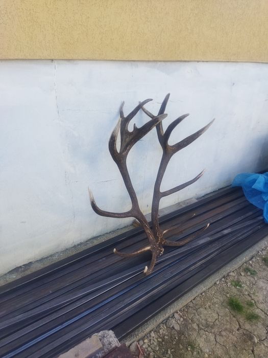 Coarne perechi mari de vânzare, căzută de anul acesta