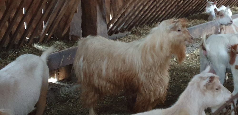 Țap de rasă alb de banat