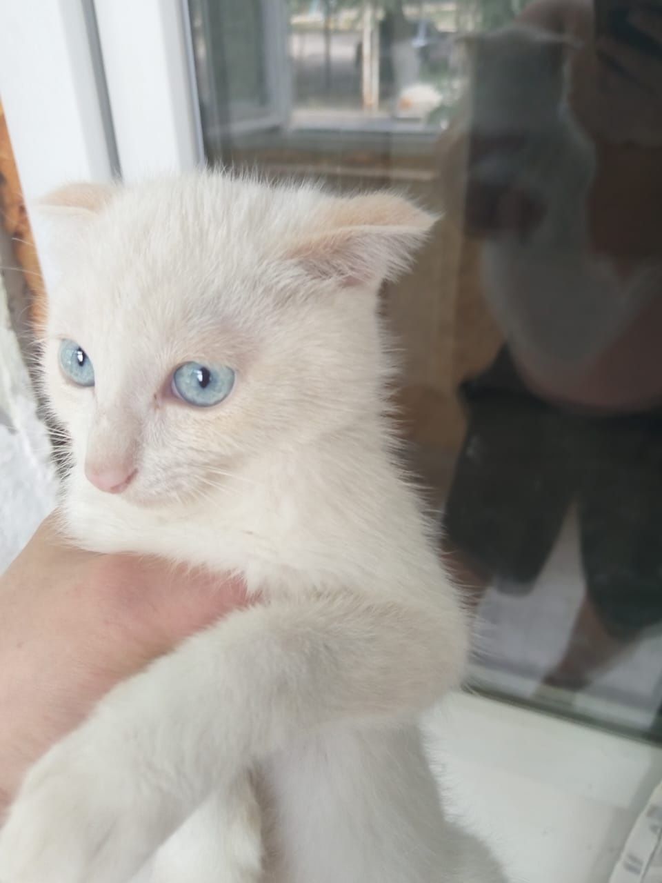 Котенок вислоухий 3мес.