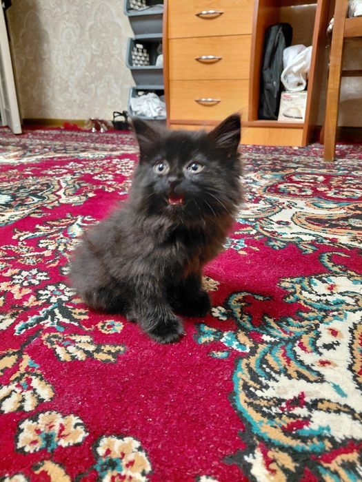 котенок готов к усыновлению