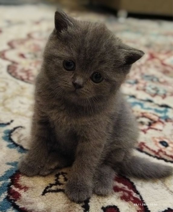 Девочка британка Скотиш страйт