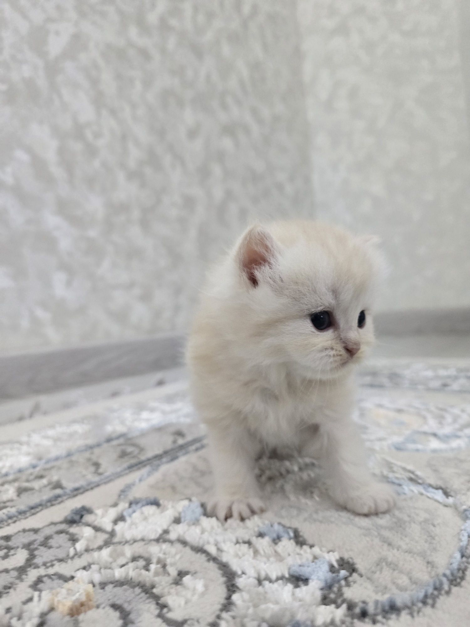 Продаются котята девочки