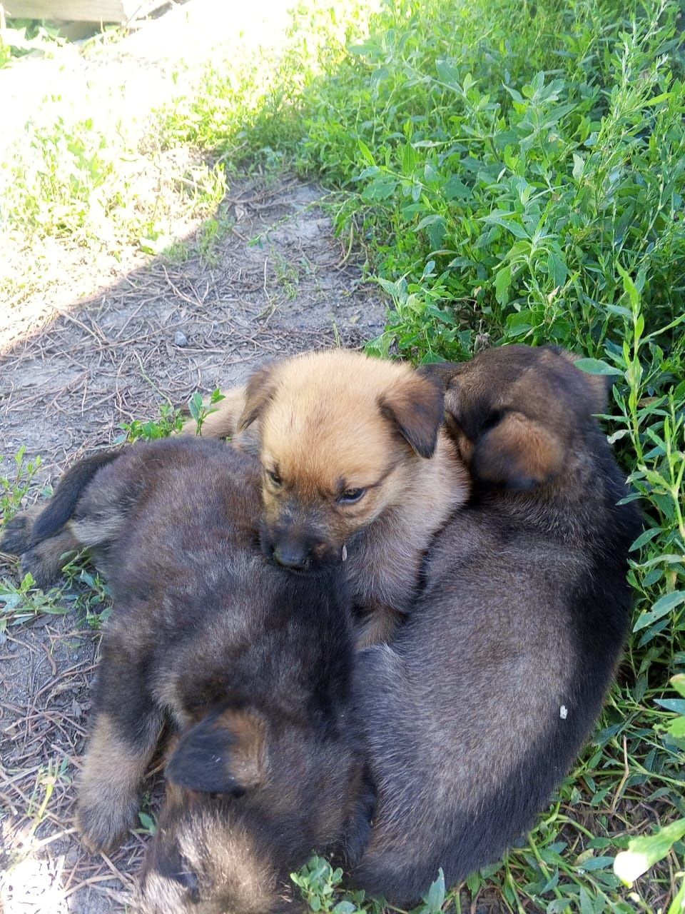 Щенки. Отдам даром