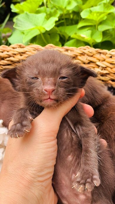 "Гавана" - Шоколад. ОРИЕНТАЛЬНЫЕ  котята