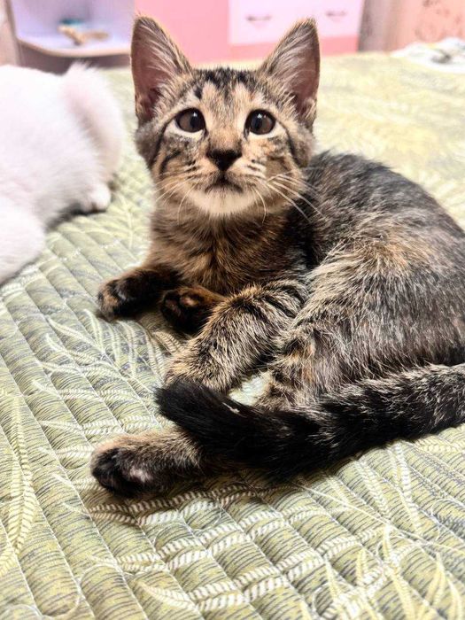 Котенок девочка окрас Табби 4 месяца. Бесплатно. Привита, есть паспорт