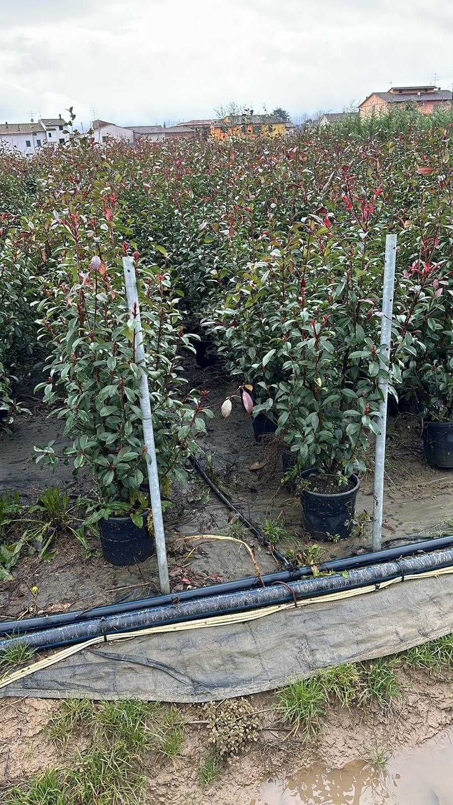 Photinia – Gard viu elegant + Transport + Montaj