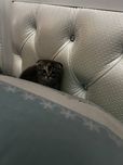 Кошка скоттиш фолд