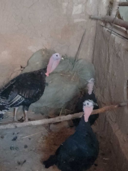Kurkalar sotiladi