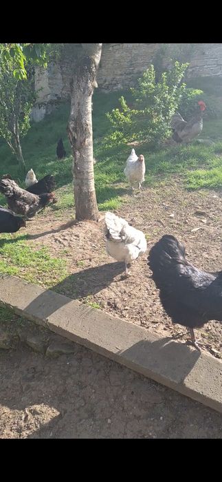 Vând australorp negru albastru splash