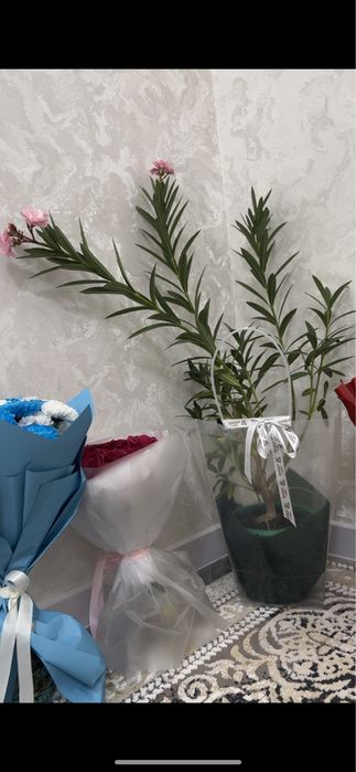 Комнатные растения