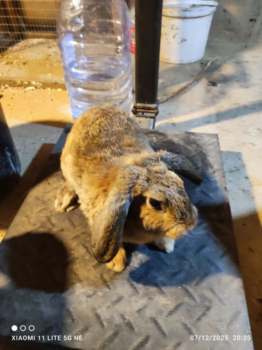 Quyonlar sotiladi korimda boqilgan