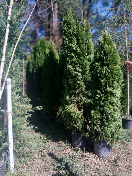 Plante oralamentale crescute la ghiveci