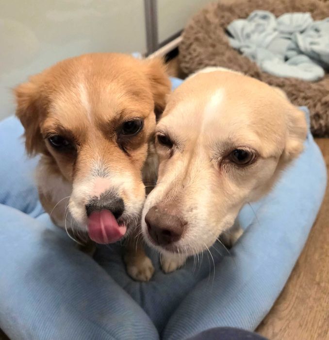 Doua cateluse de talie mica pentru adoptie