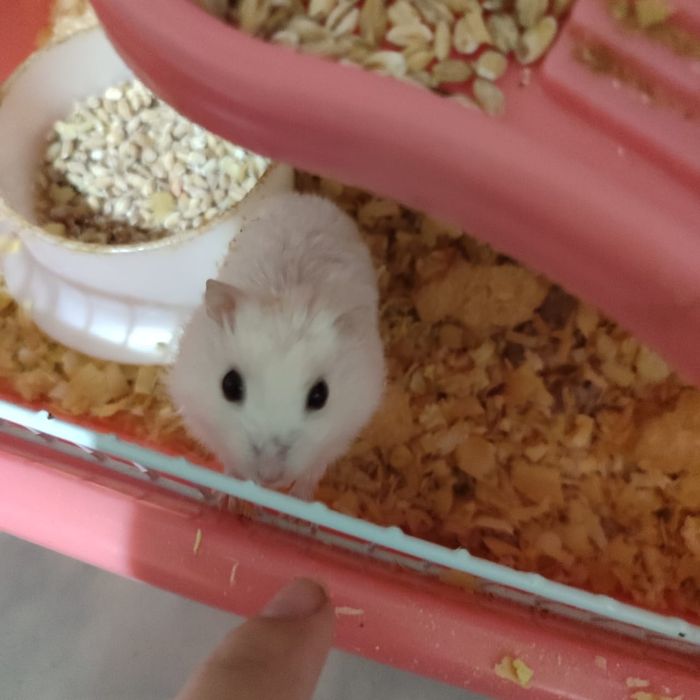 Отдам даром Хомяков бесплатно 1большой 2поменьше белые.