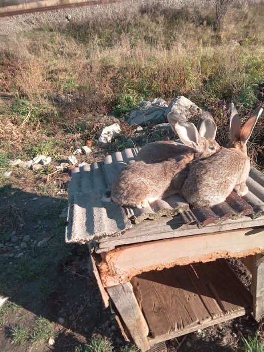 Vand iepurasi de 3 luni