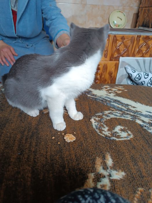 Ofer spre adopție motănel