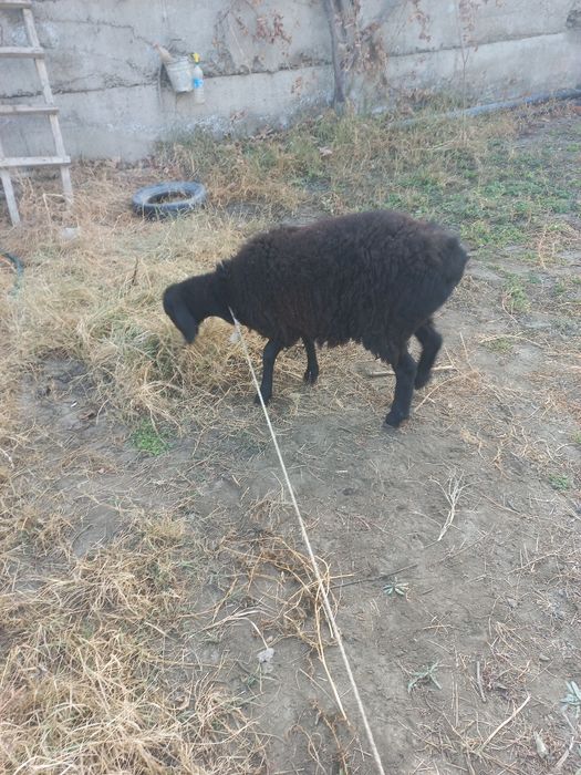 Сурхандарёдани моли сотилалади