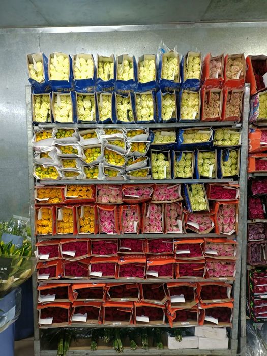 Розы пионы оптом