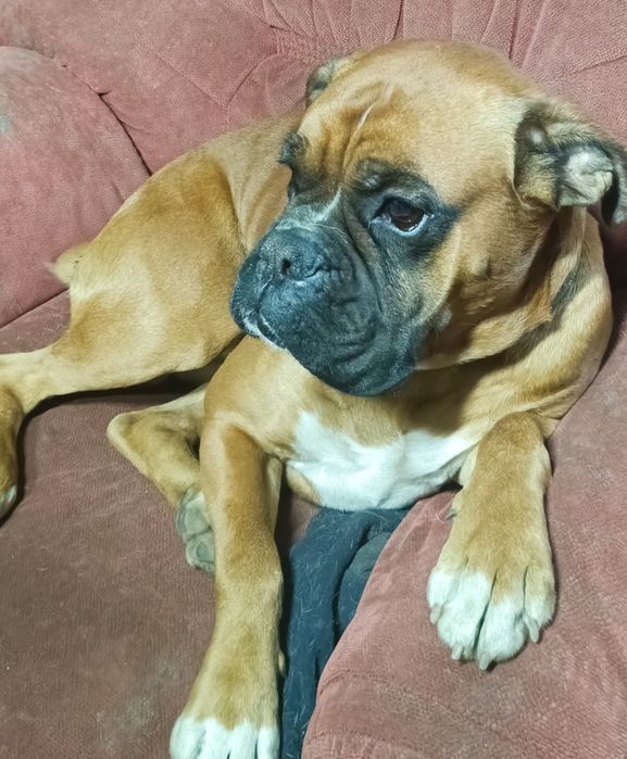 Вязка Кобель немецкого боксера