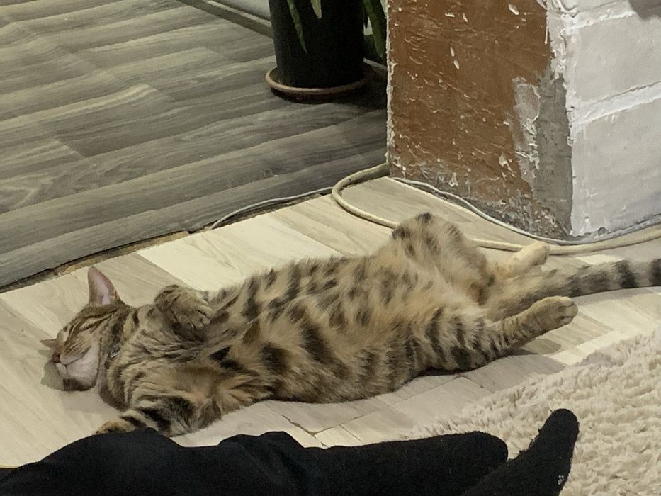 Бенгальская кошечка