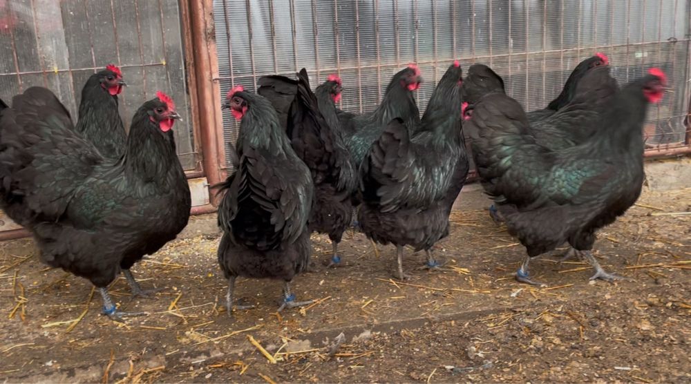 Oua incubat Australorp negru