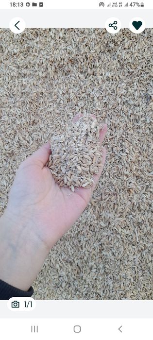 Таза күрмек сатылады 40,50 қап