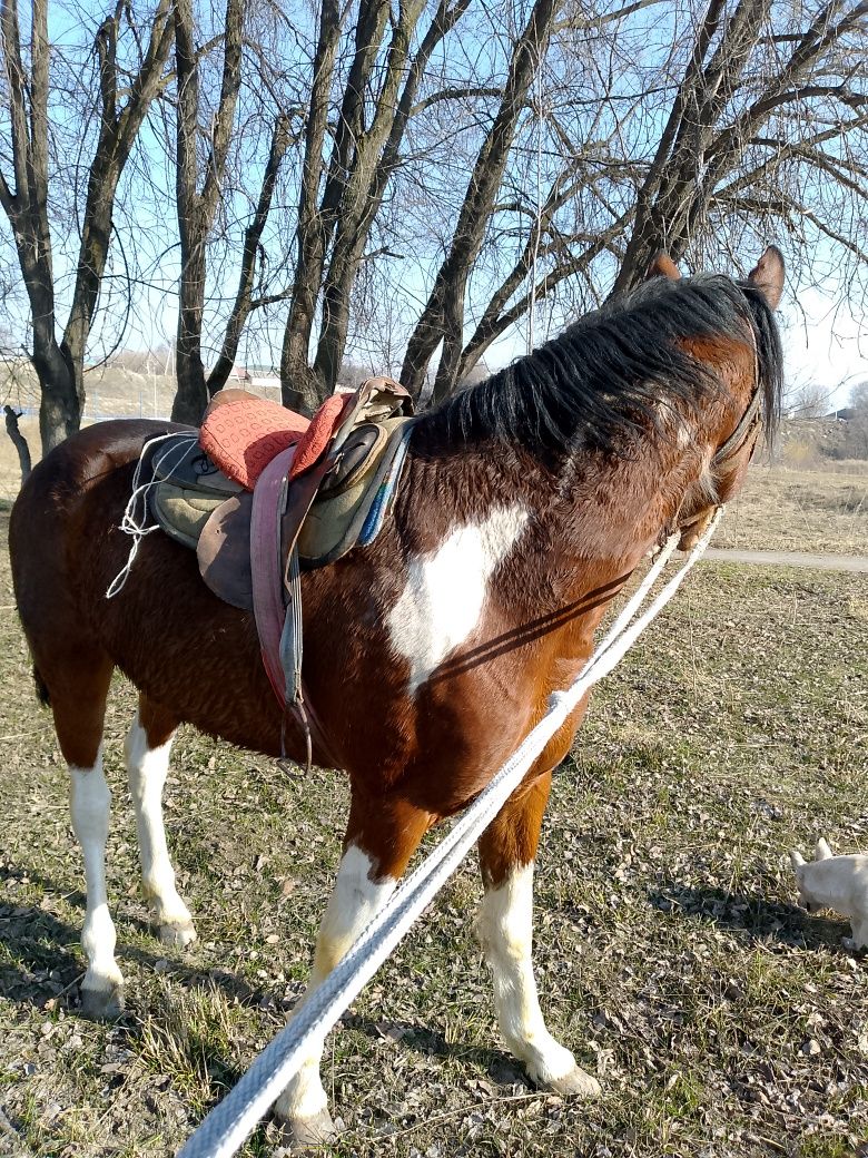 Продам жерепца Инаходец