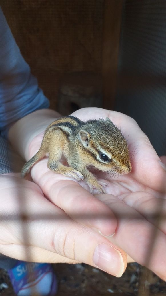 Puiuti de veverite siberiene