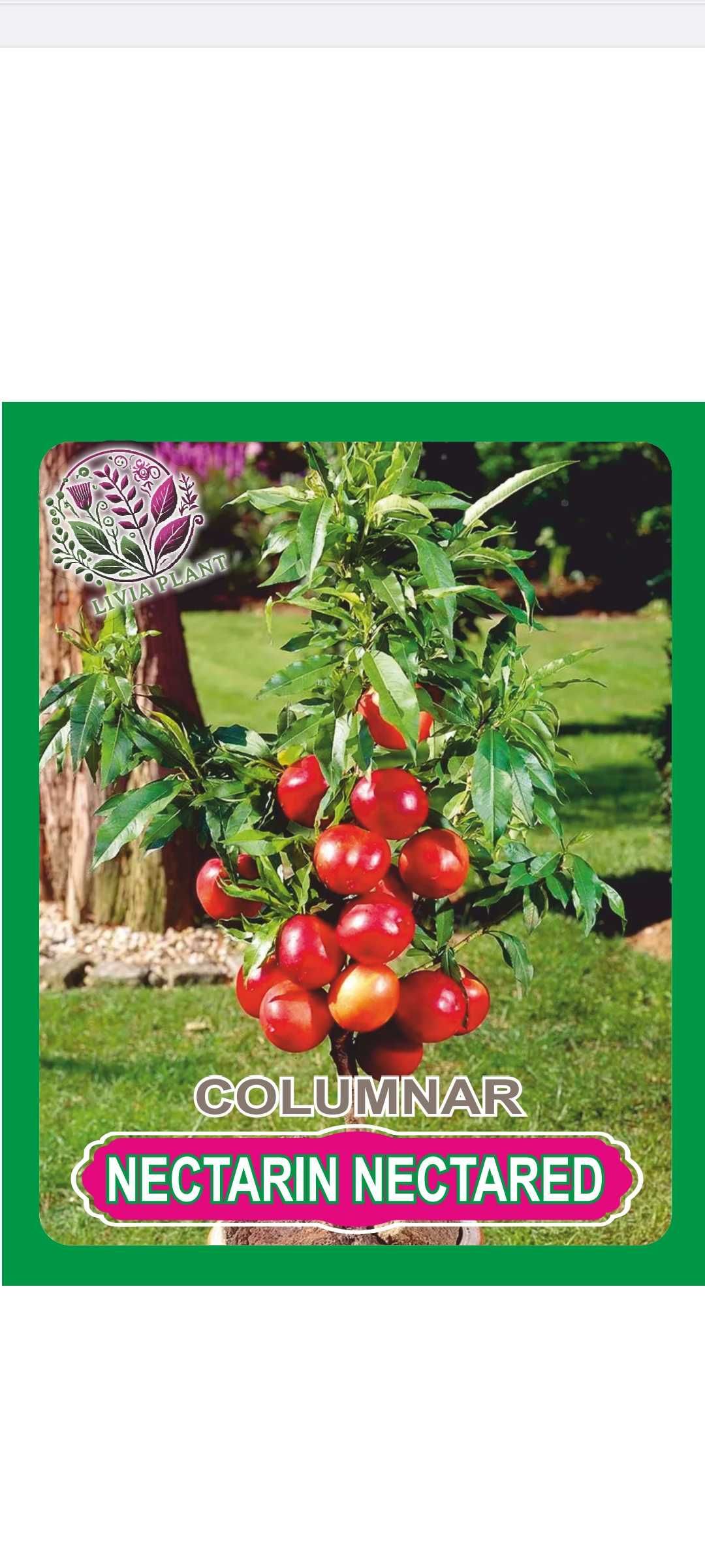 Pomi fructiferi Arbuști plante decorative ect.