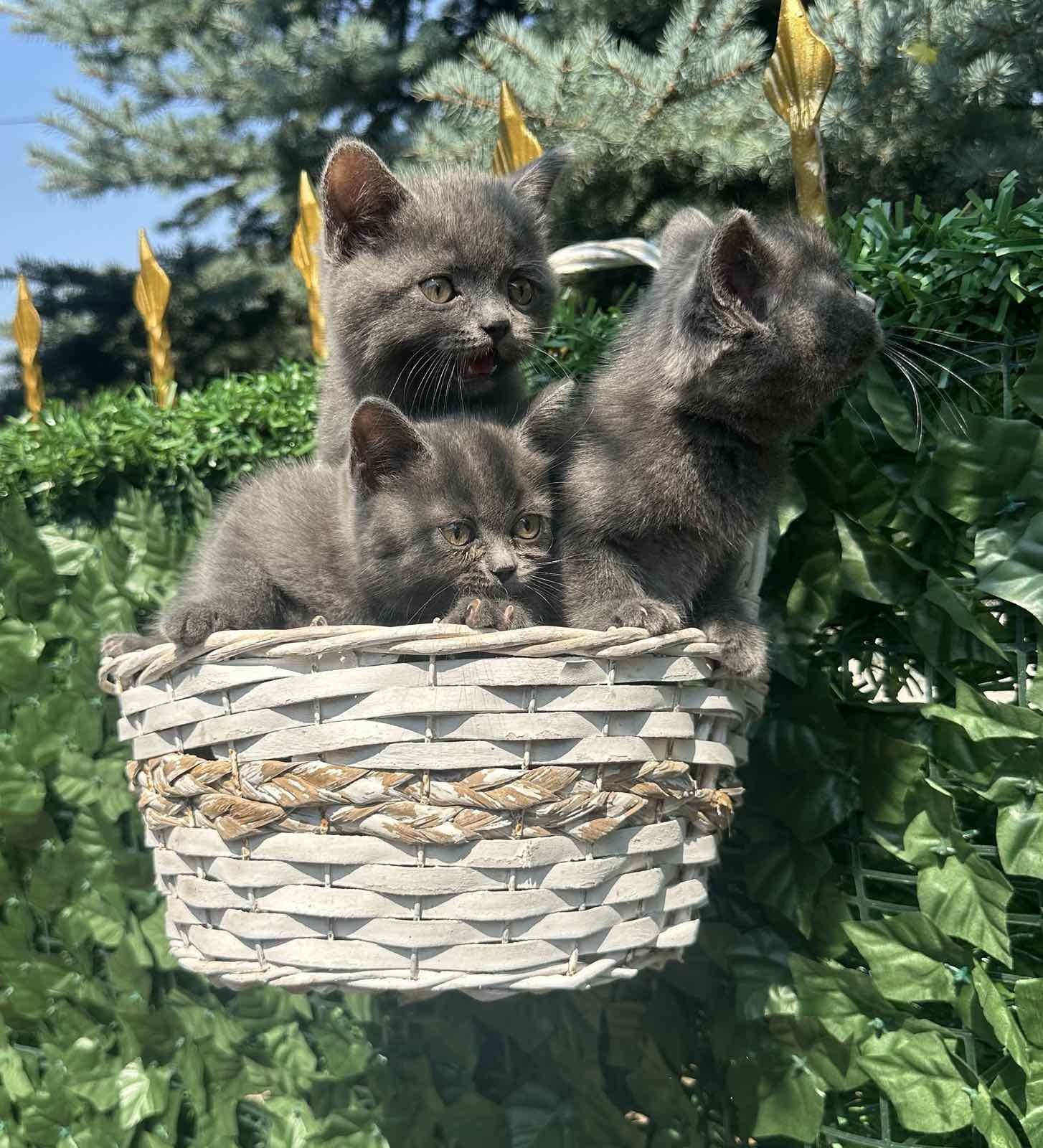 Британски котета