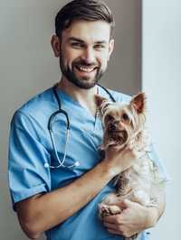 Ветеринарный врач Вакцинация Чипирование Ветеринар Кремация