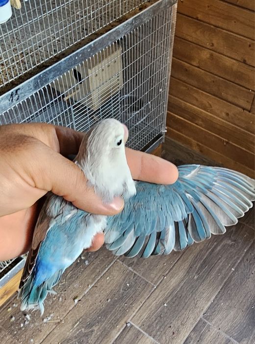 Pui Agapornis Fischeri