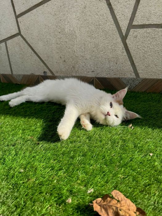 Femela ochi albastri