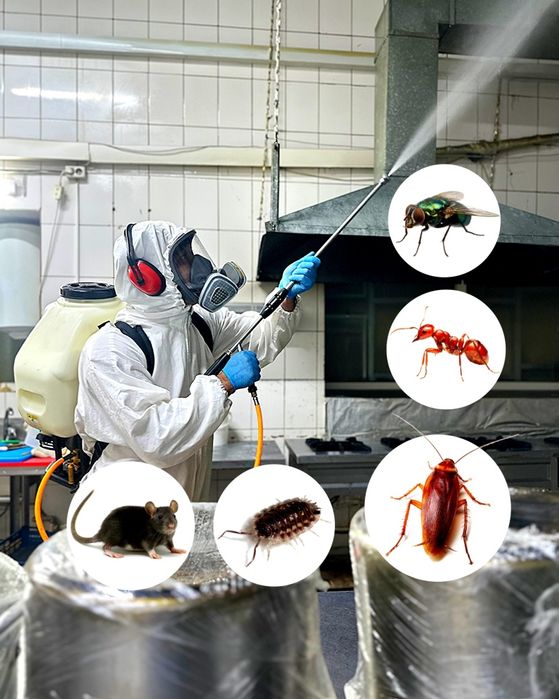 Дезинфекция кафе ресторан  пиццерия  столовая город Семей