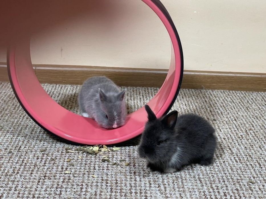 Декоративни зайчета