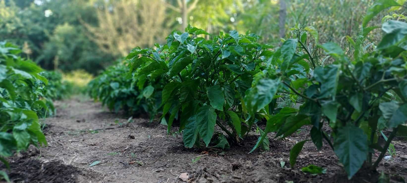 Най-лютата чушка в света – Carolina Reaper