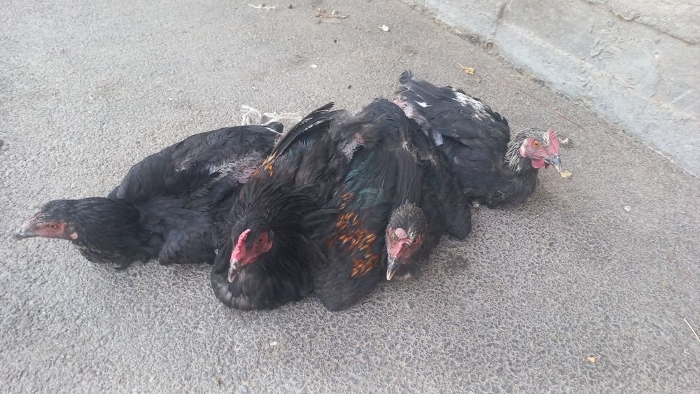 Курицы домашный срочна...