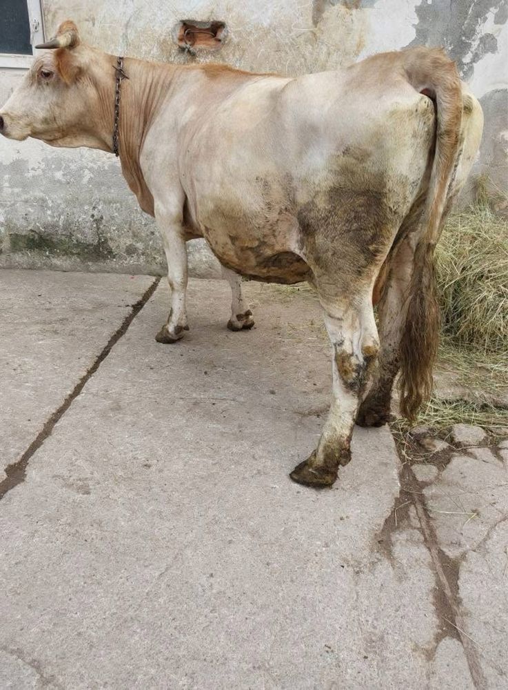 Vaca de 7 luni jumate gonita