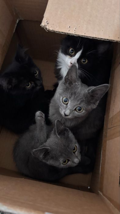 Отдам котят в добрые руки