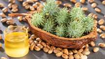 Ulei de Ricin farma