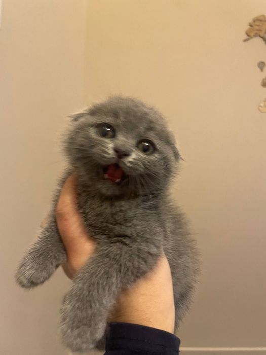 Кошка , Скоттиш фолдд