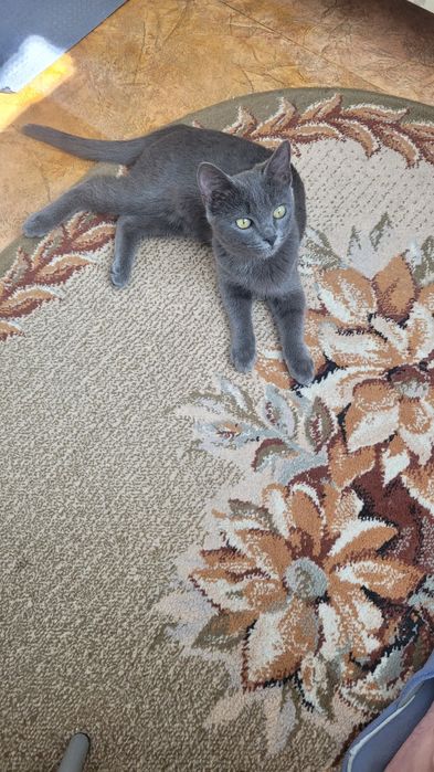 Мальчик 8 месяцев, кастрирован