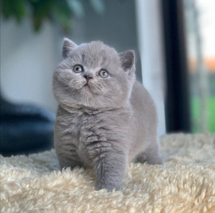 British Shorthair