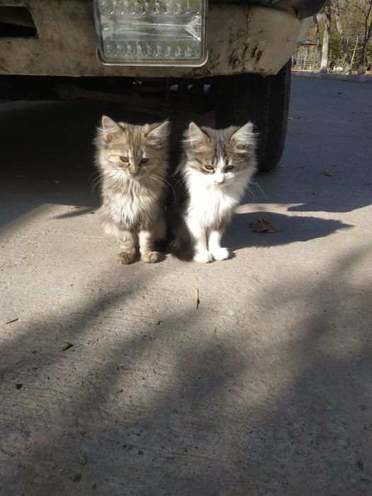 Отдам даром котят