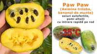 Pom Fructifer PAW-PAW Banana Nordului 50 - 90 cm la Ghiveci